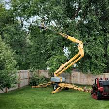 Best Fruit Tree Pruning  in Upper Sandusky, OH