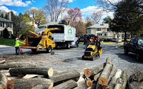 Trusted Upper Sandusky, OH Tree Care Experts