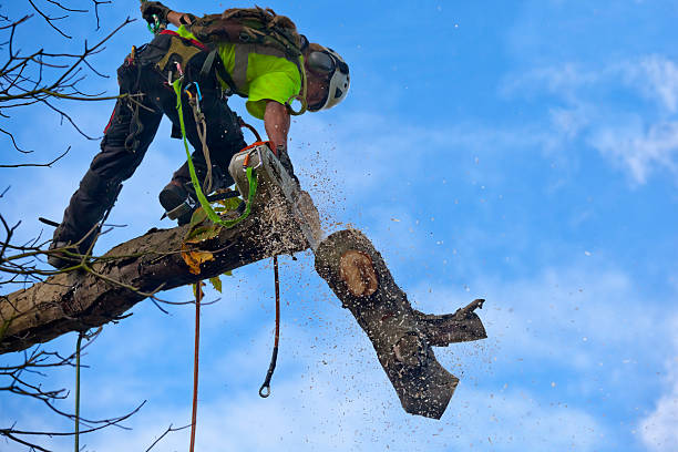 How Our Tree Care Process Works  in  Upper Sandusky, OH